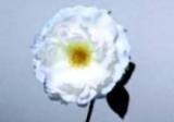 White Flower